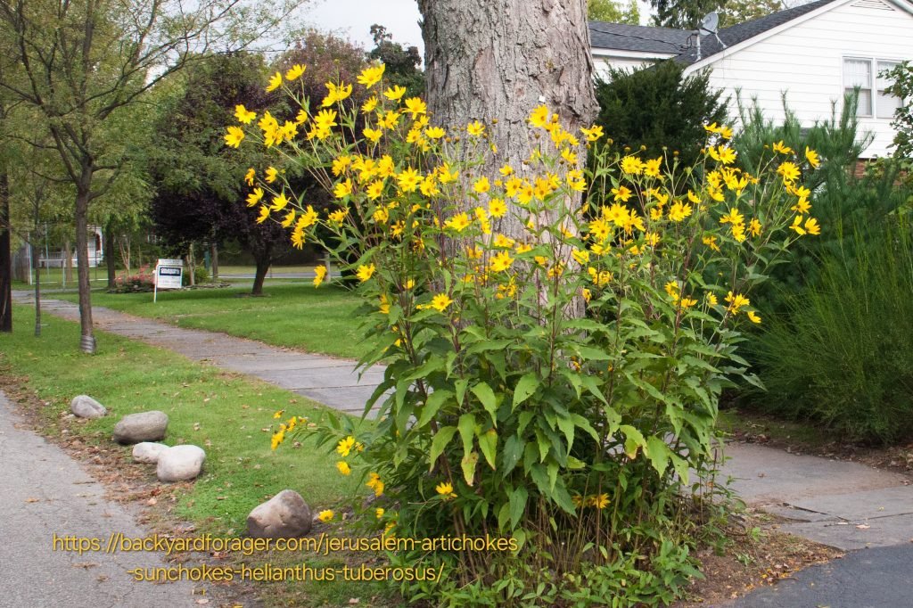 ahelianthus Tuberosus "Jerusalem Artichoke" 12cm