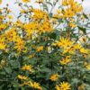 Helianthus Tuberosus "Jerusalem Artichoke" 12cm