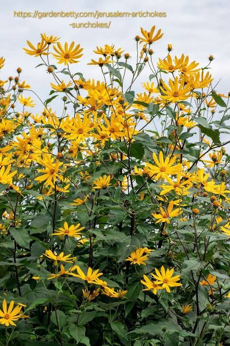 ahelianthus Tuberosus "Jerusalem Artichoke" 12cm - Image 2