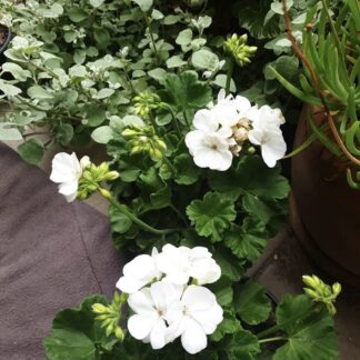 PELARGONIUM Richard – Kariba White 15cm