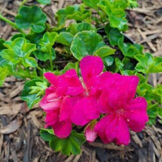 PELARGONIUM PELTATUM Ivy Geranium – Tacari Hot Pink Lilac 15cm