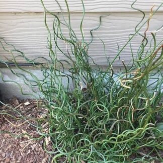 JUNCUS EFFESUS SPIRALIS Red Hot Poker – Twister 3L