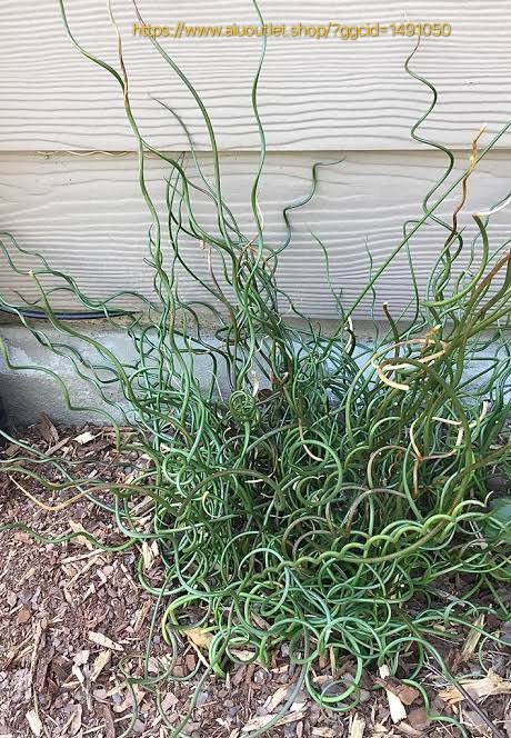 JUNCUS EFFESUS SPIRALIS Red Hot Poker - Twister 3L