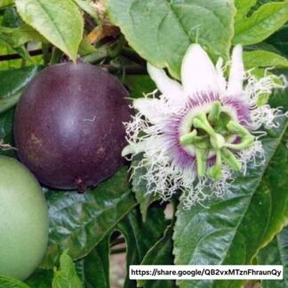 PASSIFLORA EDULIS Granadilla - Purple 2.5L