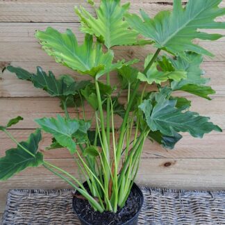 Cut Leaf Shangri-la philodendron