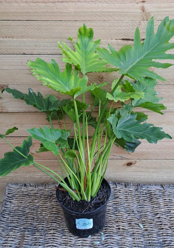 Cut Leaf Shangri-la philodendron