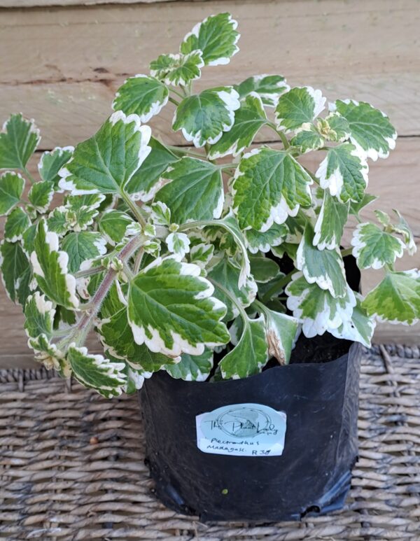 PLECTRANTHUS MADAGASCARIENSIS Madagascar Coleus 3L