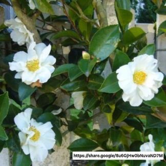 CAMELLIA SASANQUA - White 4.5L