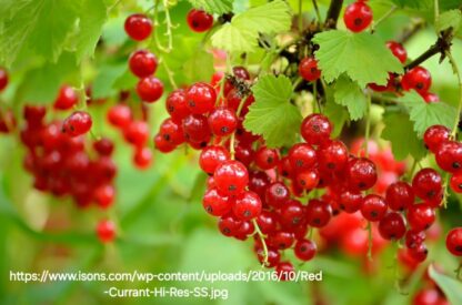Red Current 6L