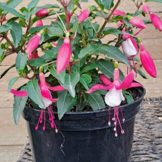 Fuschia Bella Evita