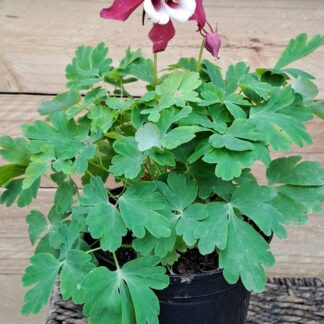 Aquilegia Red-White