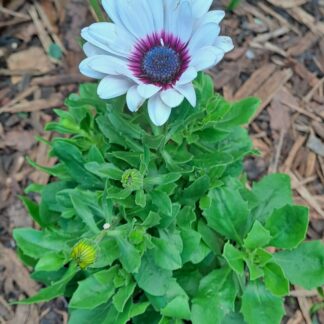 Osteopermum 18cm white