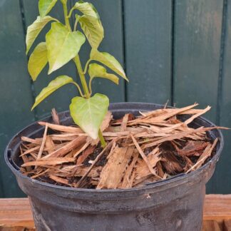 'Peppadew' Sweet piquant pepper