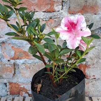 Azalea Nuccios Carnival