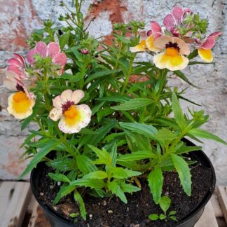 Nemesia Banana Berry