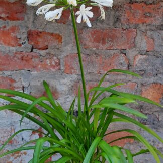 Agapanthus Ghetty white