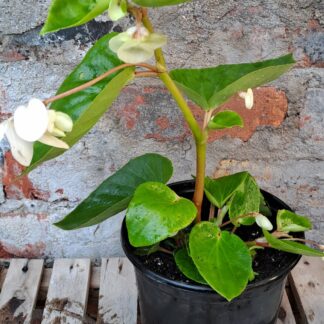Dragon Wing Begonia White