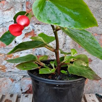 Dragon Wing Begonia Red