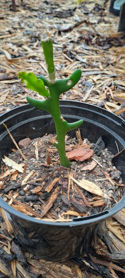 Fishbone cactus rooted cutting - Image 2