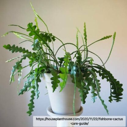 Fishbone cactus rooted cutting