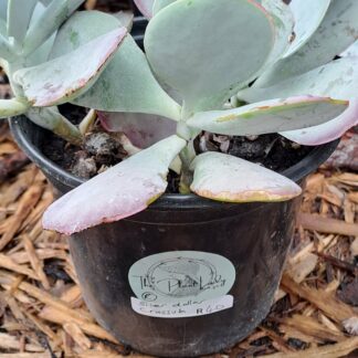 Silver Dollar Crassula