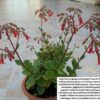 KALANCHOE TESSA Pendent Flower 15cm
