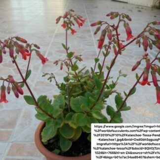 KALANCHOE TESSA Pendent Flower 15cm