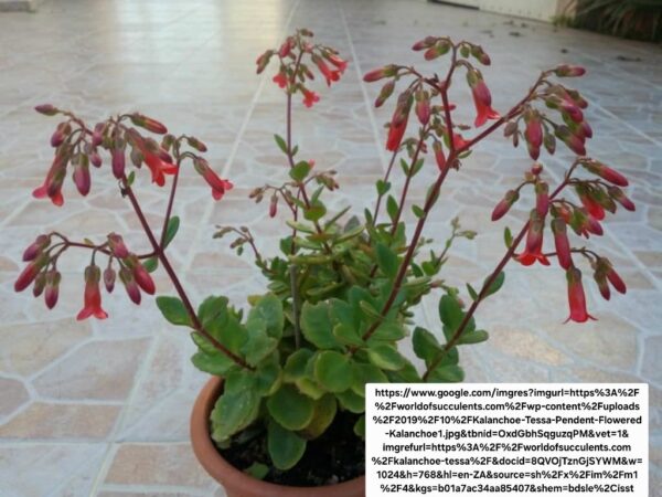 KALANCHOE TESSA Pendent Flower 15cm