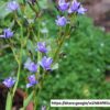 1000362205.jpg ARISTEA ECKLONII Blue Stars / Blou sterre 2.5L