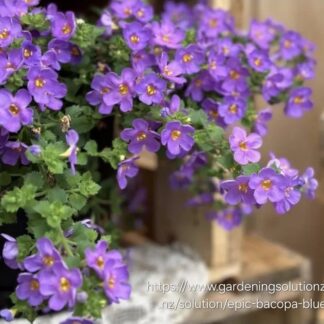 SUTERA CORDATA Bacopa Megacopa – Blue 15cm