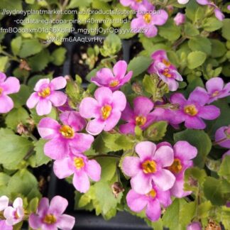 SUTERA CORDATA Bacopa Megacopa - Pink 15cm