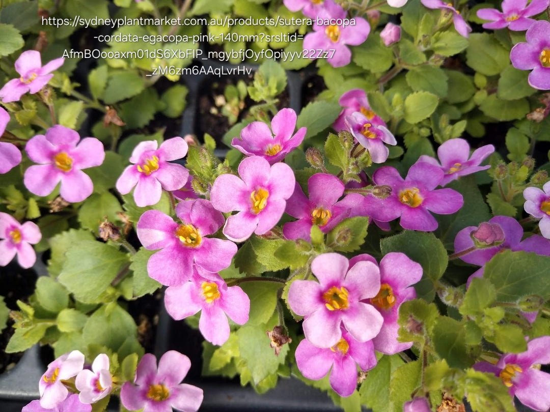 SUTERA CORDATA Bacopa Megacopa - Pink 15cm