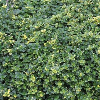 THYMUS CITRIODORUS - Sambesi 15cm