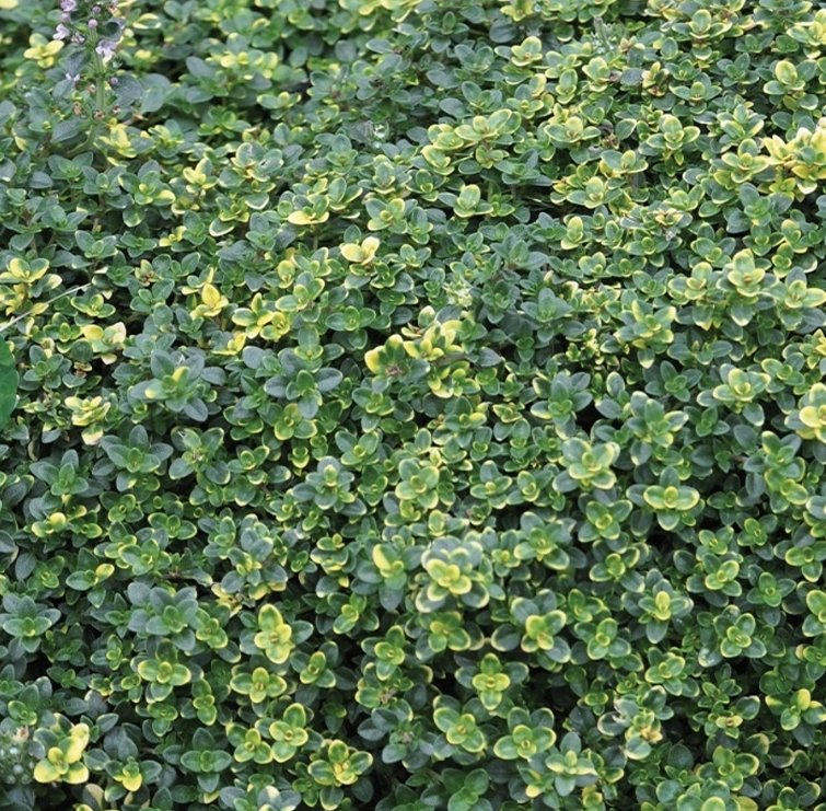 THYMUS CITRIODORUS - Sambesi 15cm