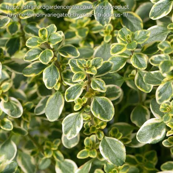 THYMUS VULGARIS - Mystic Lemon (Variegated) 15cm