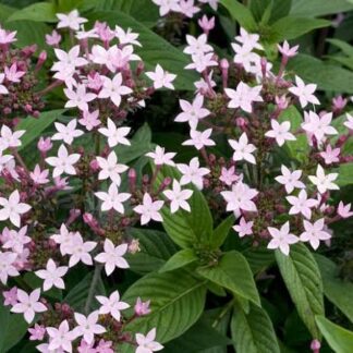 PENTAS LANCEOLATA Pentas – Northern Lights Lavender 15cm