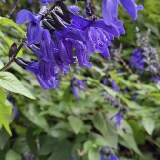 SALVIA GUARANITICA Salvia – Black and Bloom 17cm