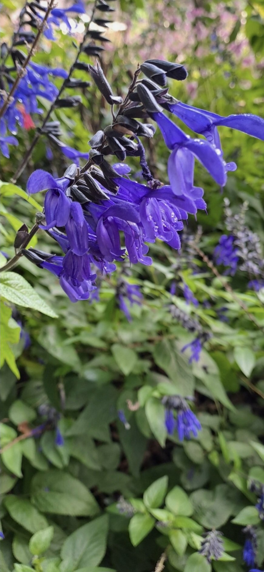 SALVIA GUARANITICA Salvia - Black and Bloom 17cm