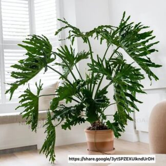 Philodendron selloum  - 14cm