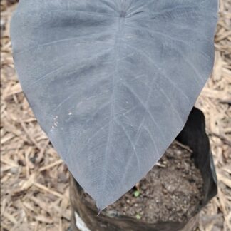 COLOCASIA Elephant Ear – Black Magic 3L