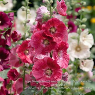 Hollyhocks mix colours 12cm Hollyhocks mix colours 12cm