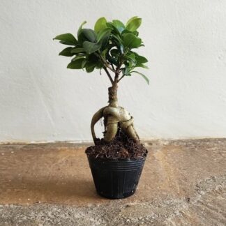 Ficus ginseng (100g)  – 14cm