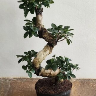 Ficus S-Shape (50cm)  – 14cm