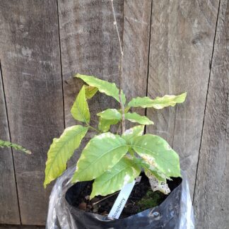 Soap Berry – 4,5L Sapindus saponaria Soap Berry – 4,5L Sapindus saponaria