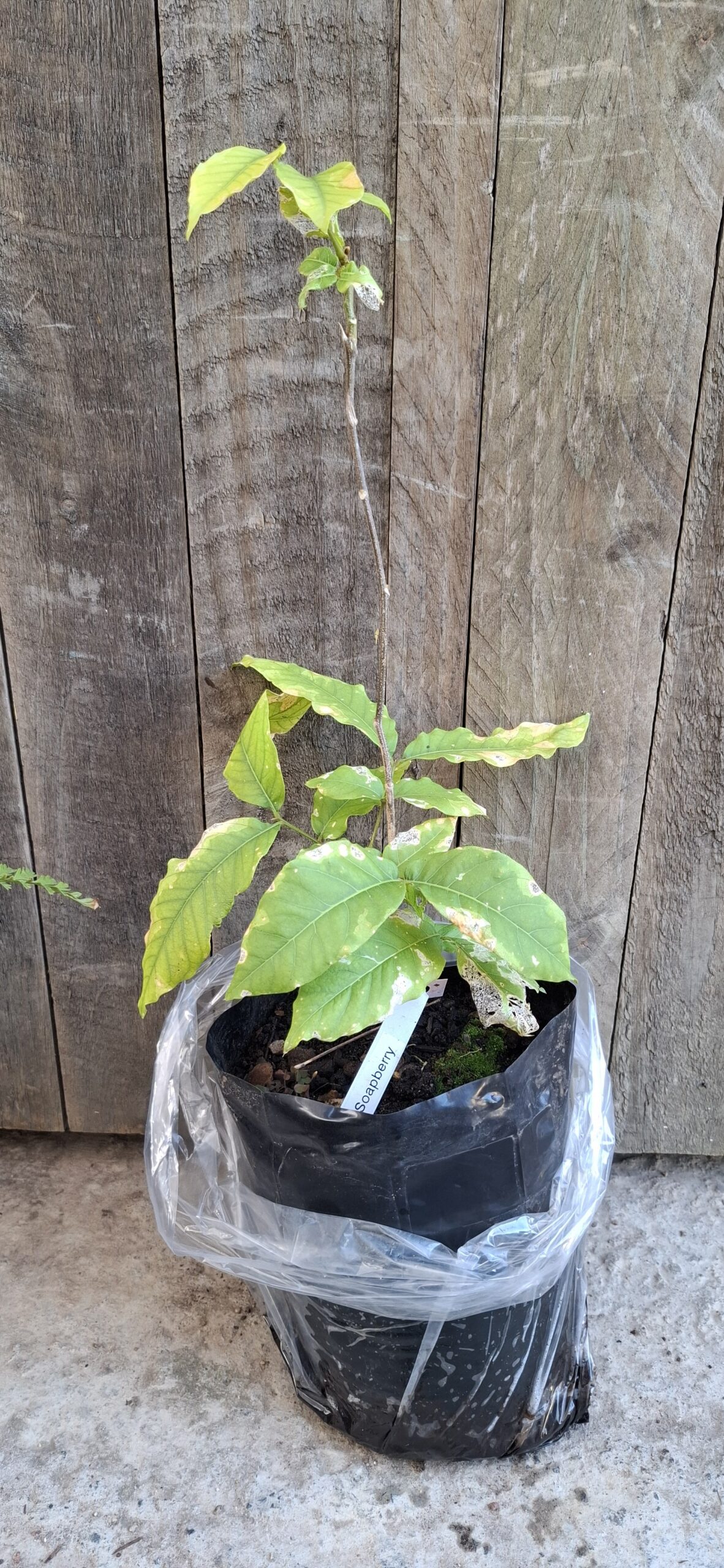 Soap Berry - 4,5L Sapindus saponaria