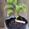 1000372048-scaled.jpg Giant Granadilla 4,5L - Passiflora quadrangularis