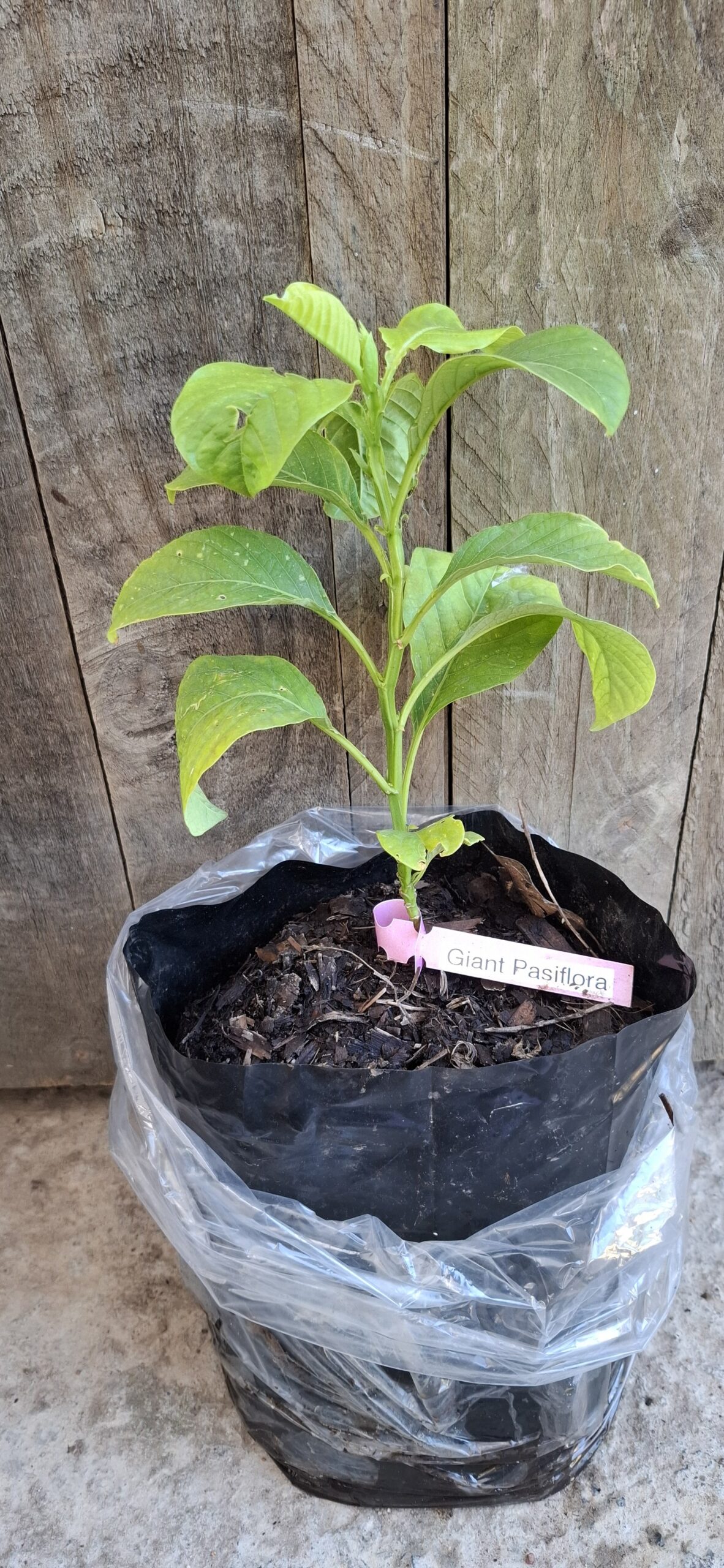 Giant Granadilla 4,5L - Passiflora quadrangularis - Image 2