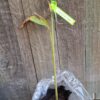 Cardamom Plant - 4L