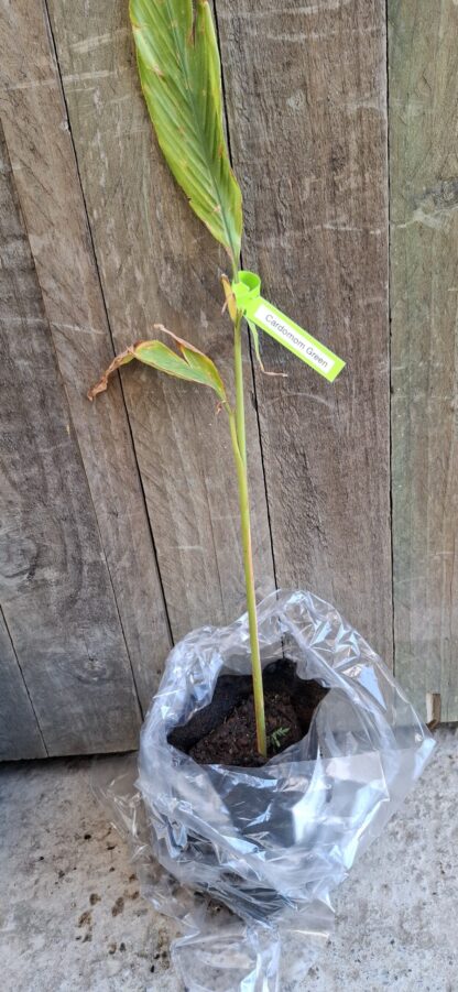 f1 plants Sunflower American Giant F1 Seed RAW / 50 Seeds / UNTREATED