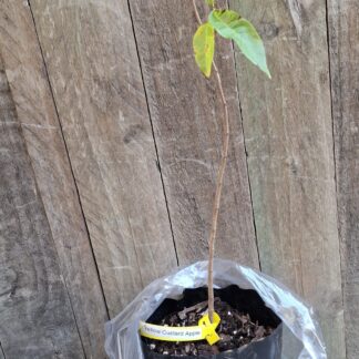 Yellow Custard Apple Tree - 4,5l